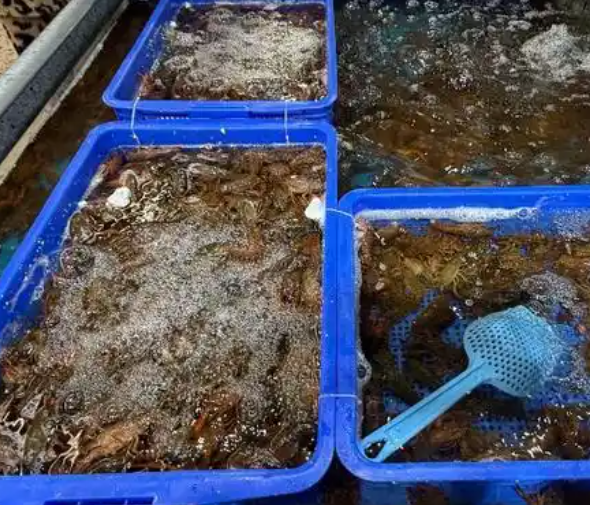 合肥本地市场内小龙虾占据“C位” 尝鲜者不少