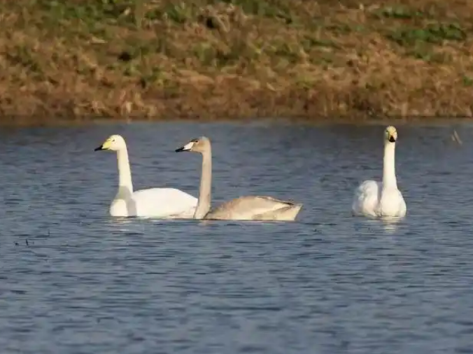 大天鹅现身巢湖事件概况 大天鹅现身巢湖事件概况